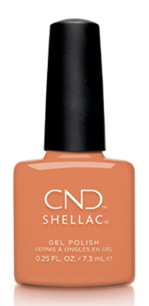 ��  �'� ���������� ���� ����� �� ������ ��� Shellac Catch of the Day