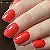 Shellac Hot or Knot ��  �'� ���������� ���� ���� ���� �� ����
