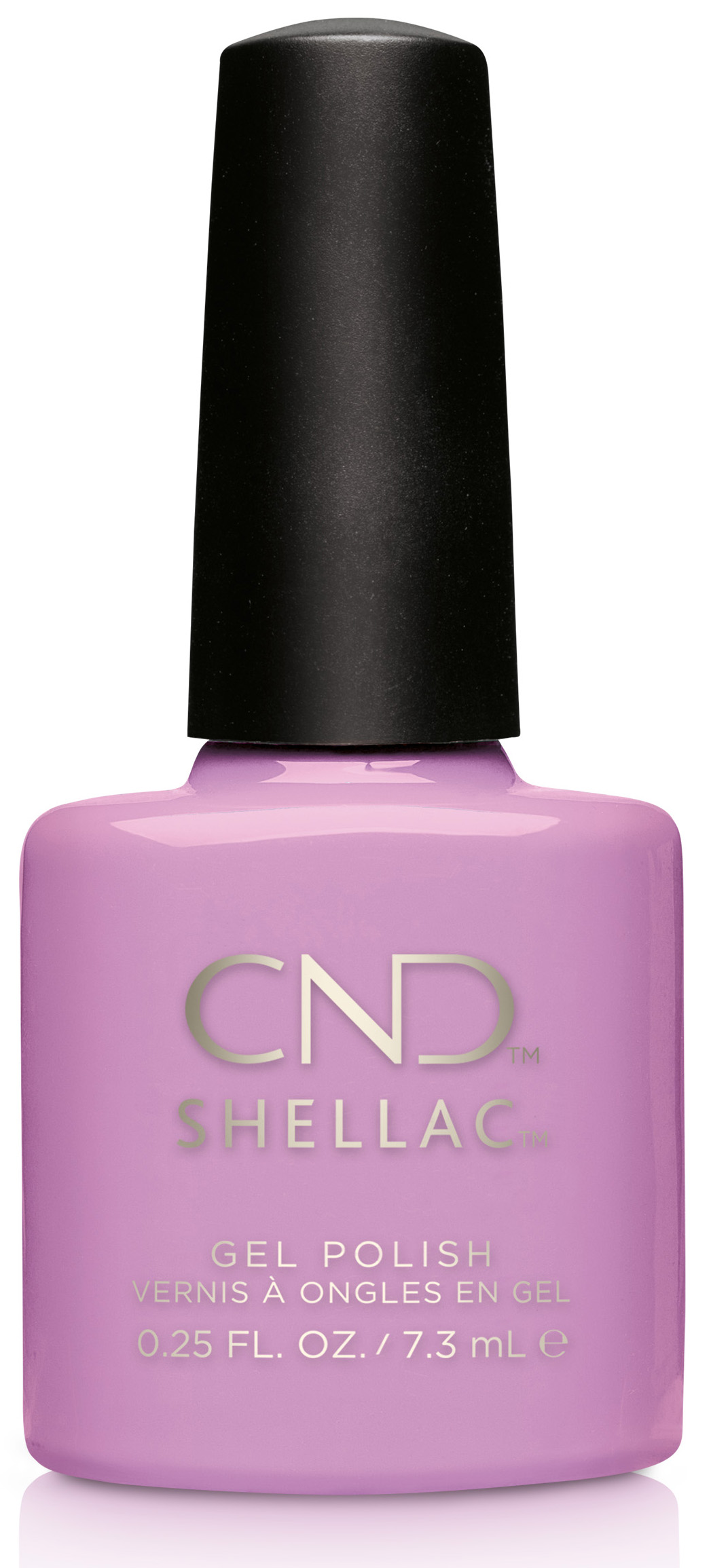 �� �'� ���� ���� ����� �� ������ - ���� - Shellac Beckoning Begonia