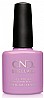 �� �'� ���� ���� ����� �� ������ - ���� - Shellac Beckoning Begonia